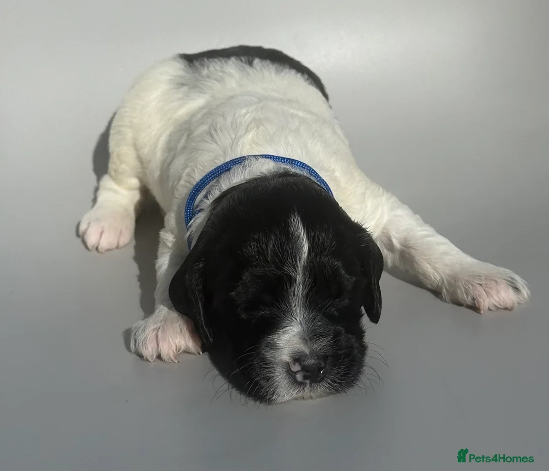 Mixed Breed dogs for sale: Beautiful Cockerpoo puppies for sale in Shefford - Advert 30
