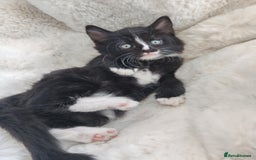 Mixed Breed cats for sale: 6 lovely brothers looking for new home - Image 5