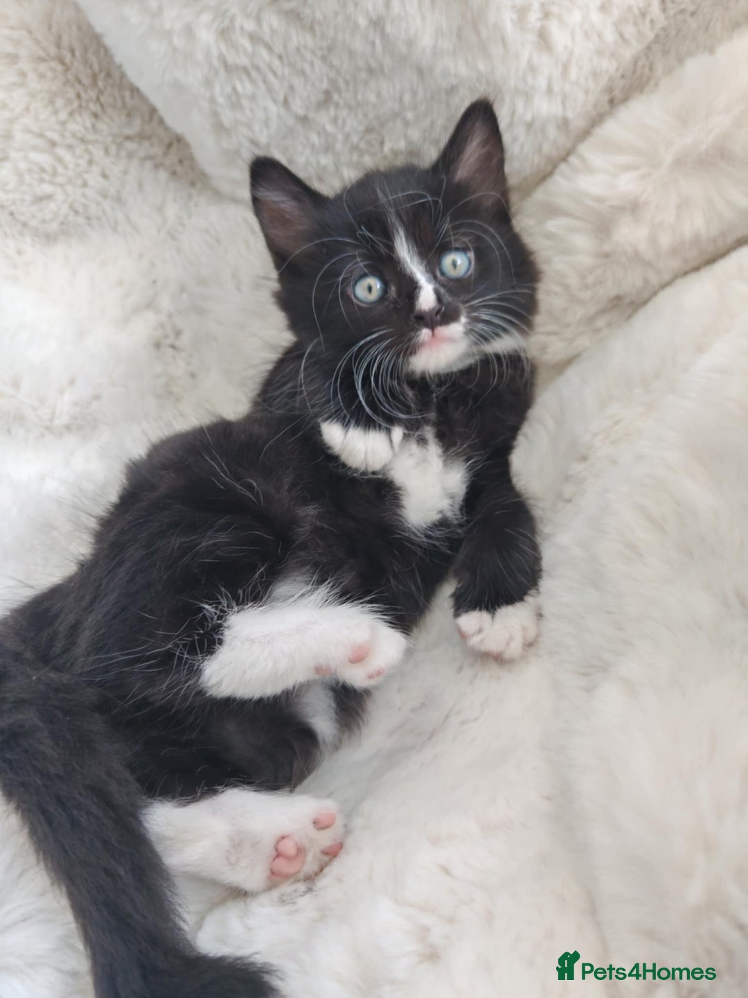 Mixed Breed cats for sale: 6 lovely brothers looking for new home - Image 5