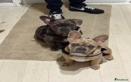 French Bulldog dogs for sale: 2 French bulldog  - Advert 4