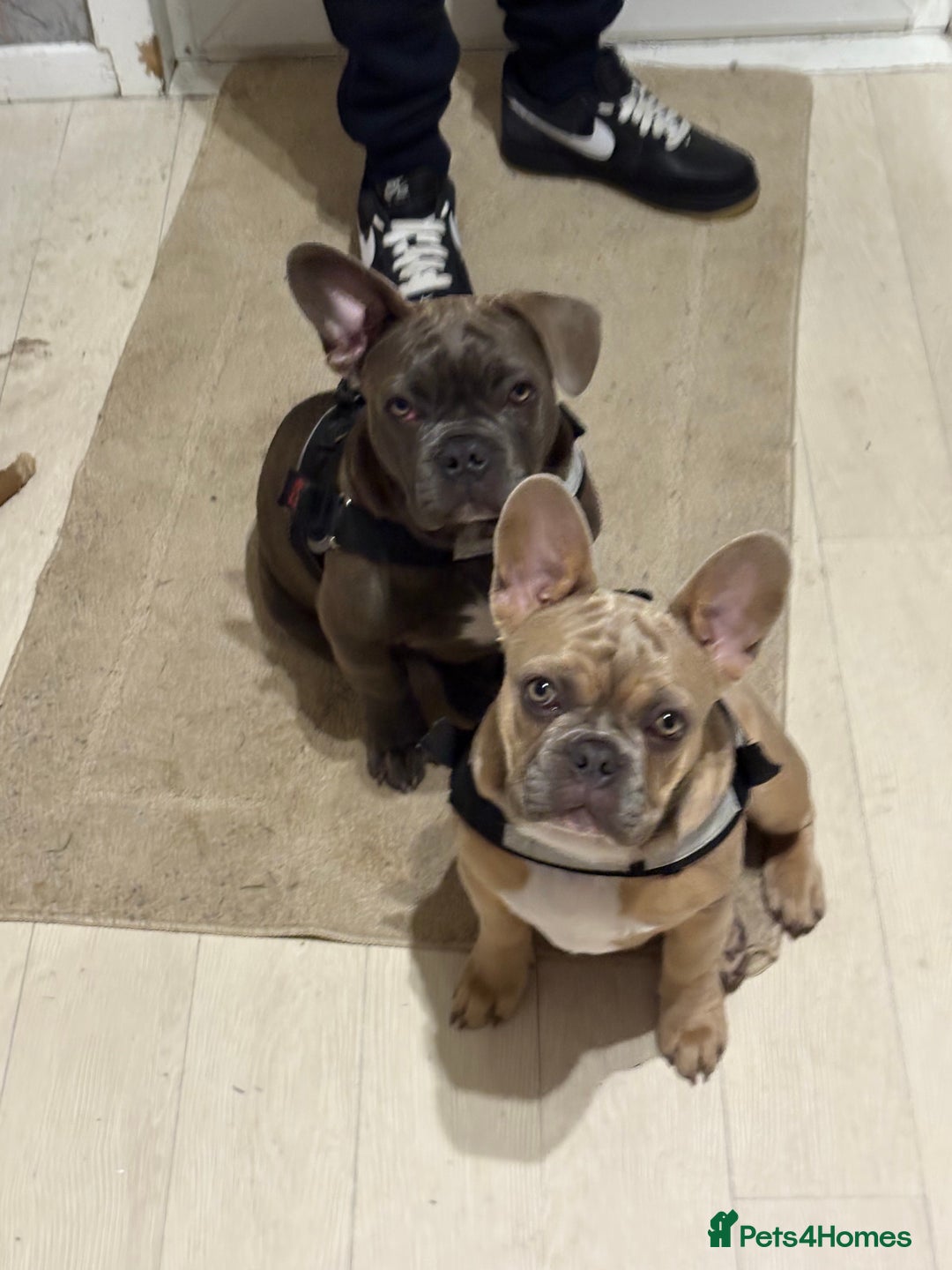 French Bulldog dogs for sale: 2 French bulldog  - Advert 4