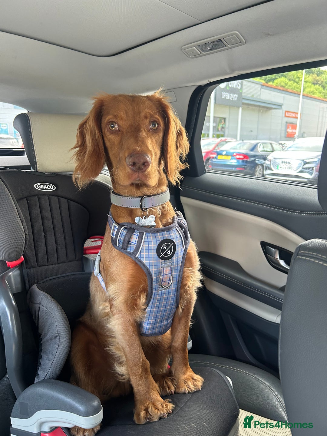 Cocker Spaniel dogs for sale: Cocker spaniel  - Advert 2