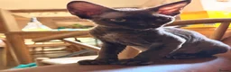 Devon Rex cats for sale: Ready July 22nd GCCF reg Devon Rex kittens - Advert 3