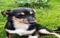 Mixed Breed dogs for adoption: 💖🐶 TINA 🐶💖 - Image 9