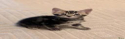 Mixed Breed cats for sale: Adorable kittens available  - Advert 12