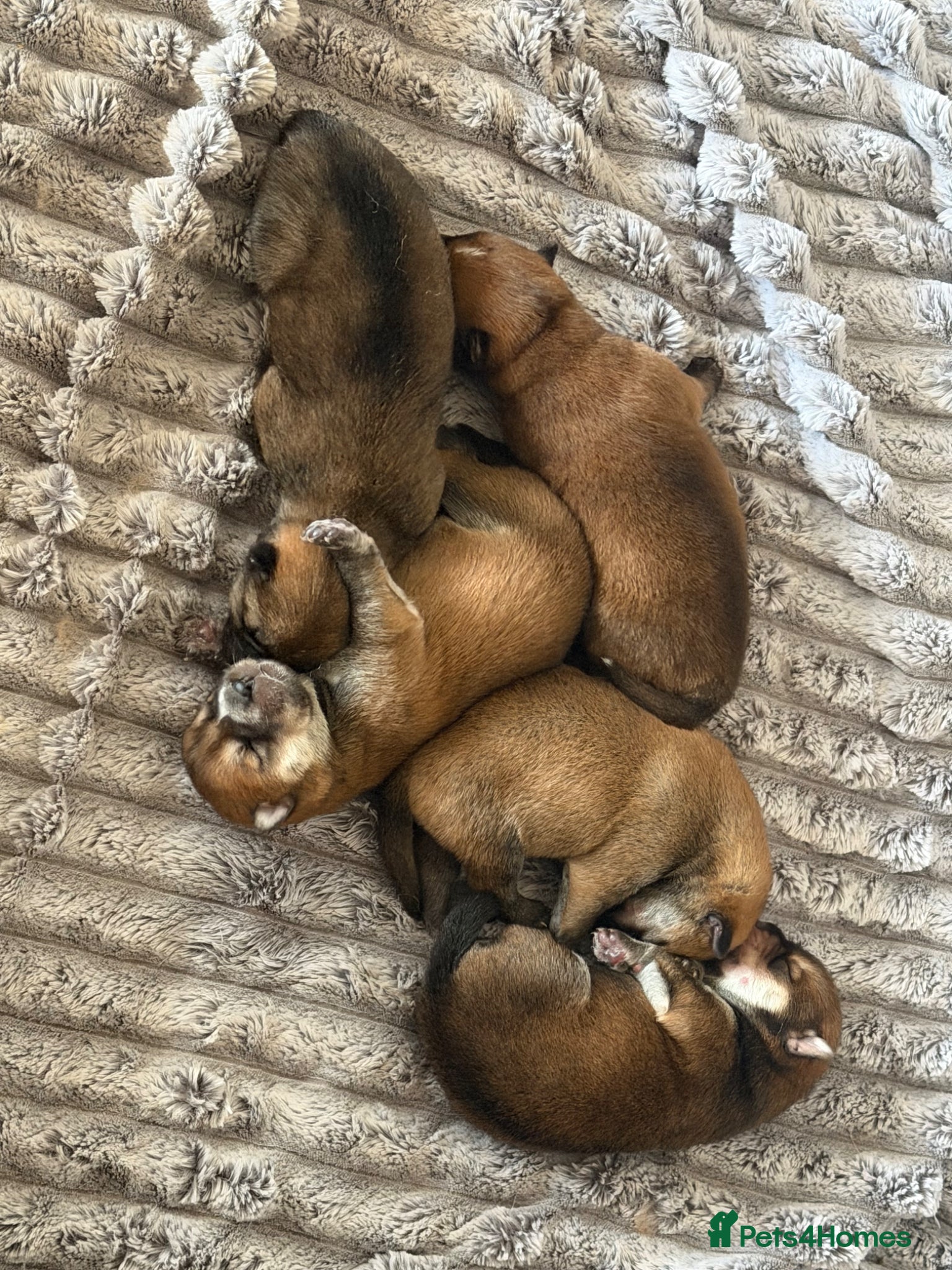 Mixed Breed dogs Chowski puppy’s  - Advert 1