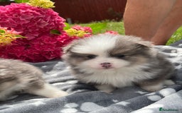 Pomeranian dogs for sale: Russian bloodline, Pomeranian puppies  - Image 8