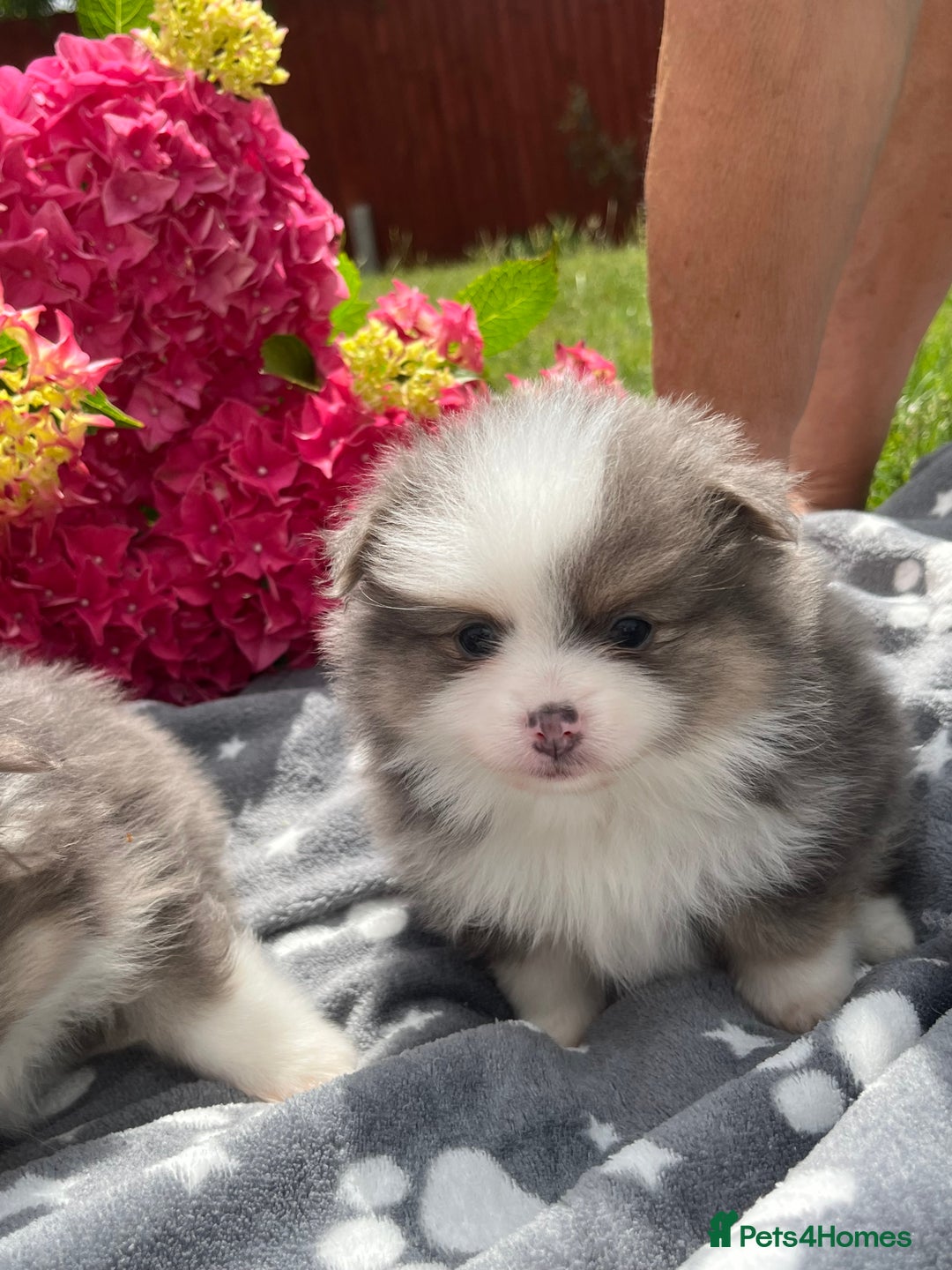 Pomeranian dogs for sale: Russian bloodline, Pomeranian puppies  - Image 8