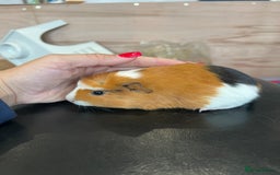 Guinea Pig rodents for sale: 8 week old guinea pig baby boars - Image 8