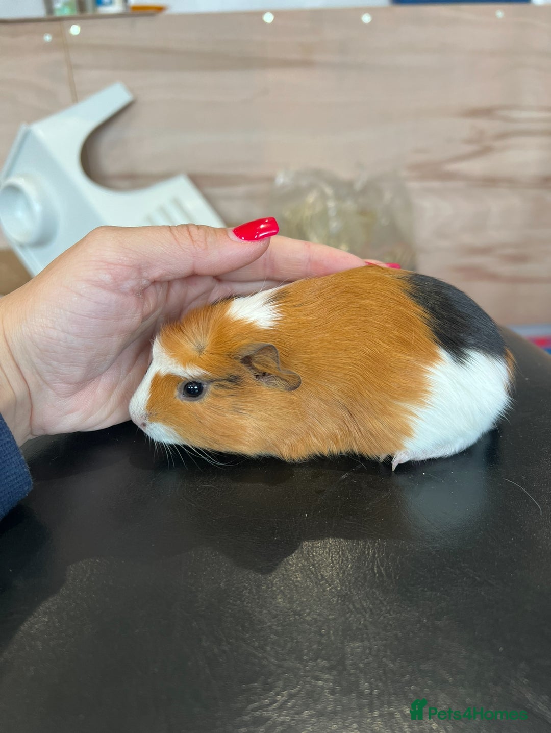 Guinea Pig rodents for sale: 8 week old guinea pig baby boars - Image 8
