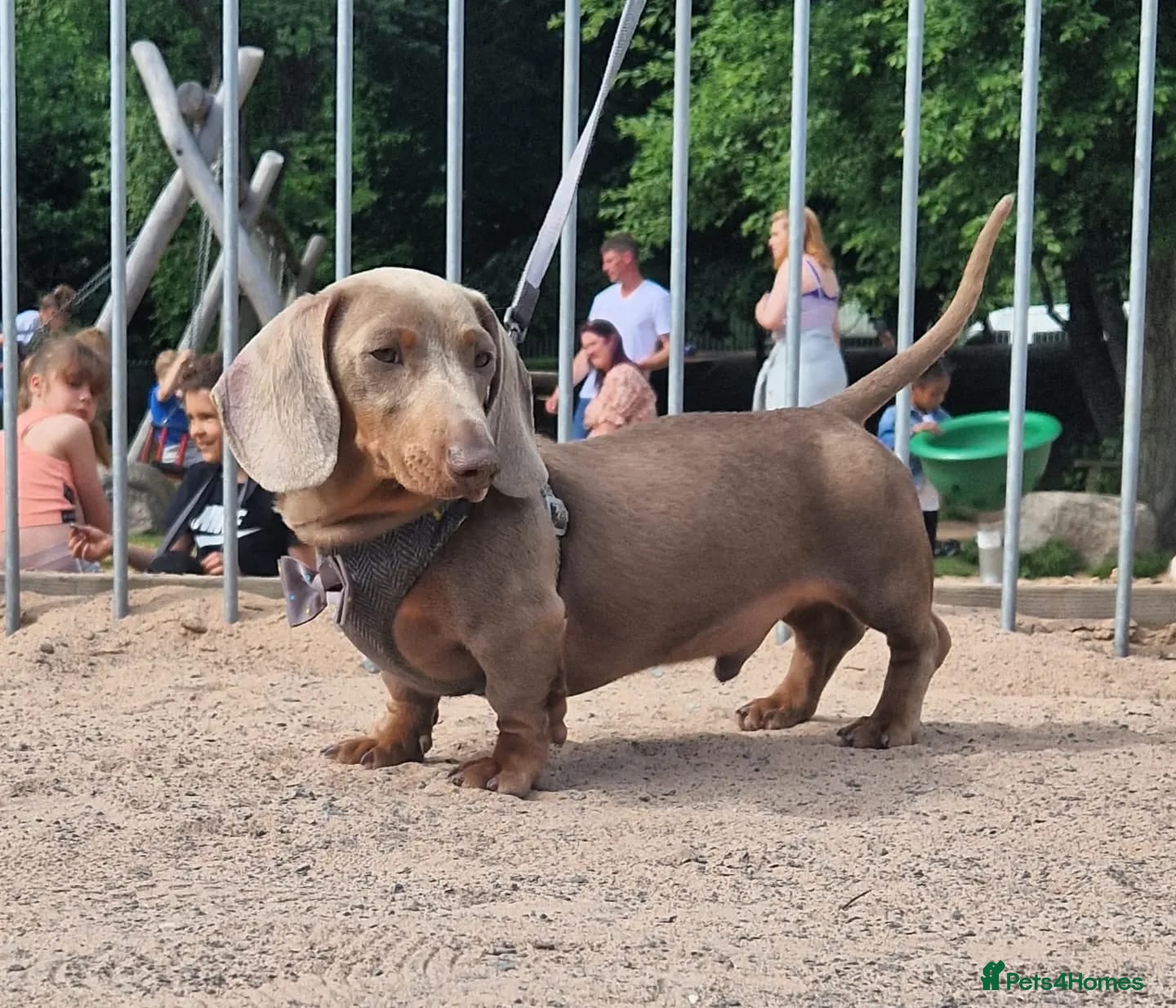 Miniature Dachshund dogs **RogueRoyales Hennessy** PRA Clear Isabella & Tan in Wolverhampton - Advert 16