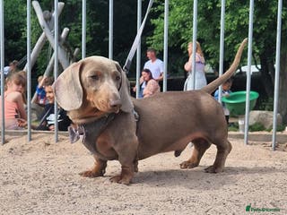 Miniature Dachshund dogs **RogueRoyales Hennessy** PRA Clear Isabella & Tan in Wolverhampton - Advert 1