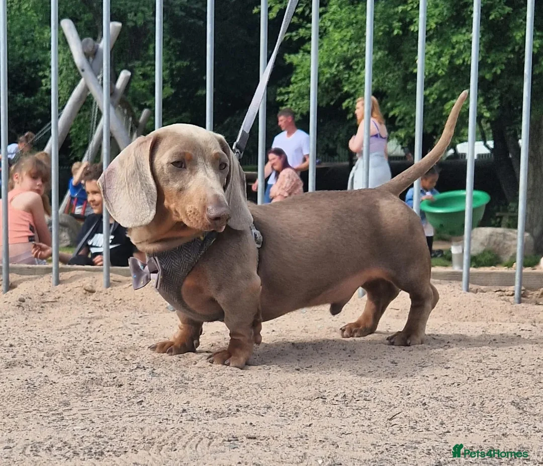 Miniature Dachshund dogs for stud: **RogueRoyales Hennessy** PRA Clear Isabella & Tan in Wolverhampton - Advert 1
