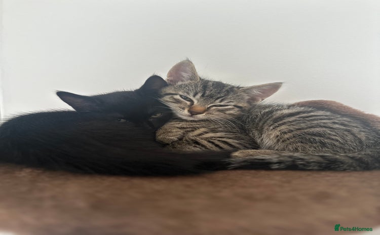 Domestic Shorthair cats - Advert 2