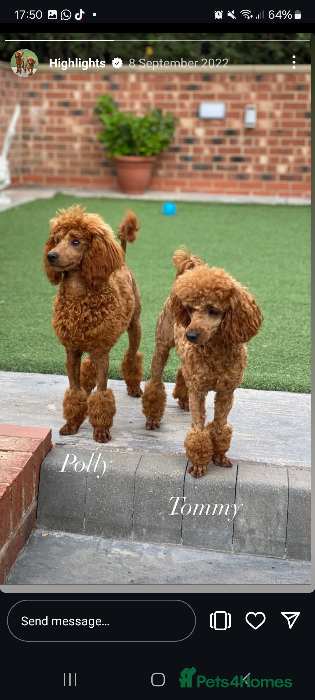 Maltipoo dogs for sale: Adorable Miniature Maltipoo Pups for sale - Image 14