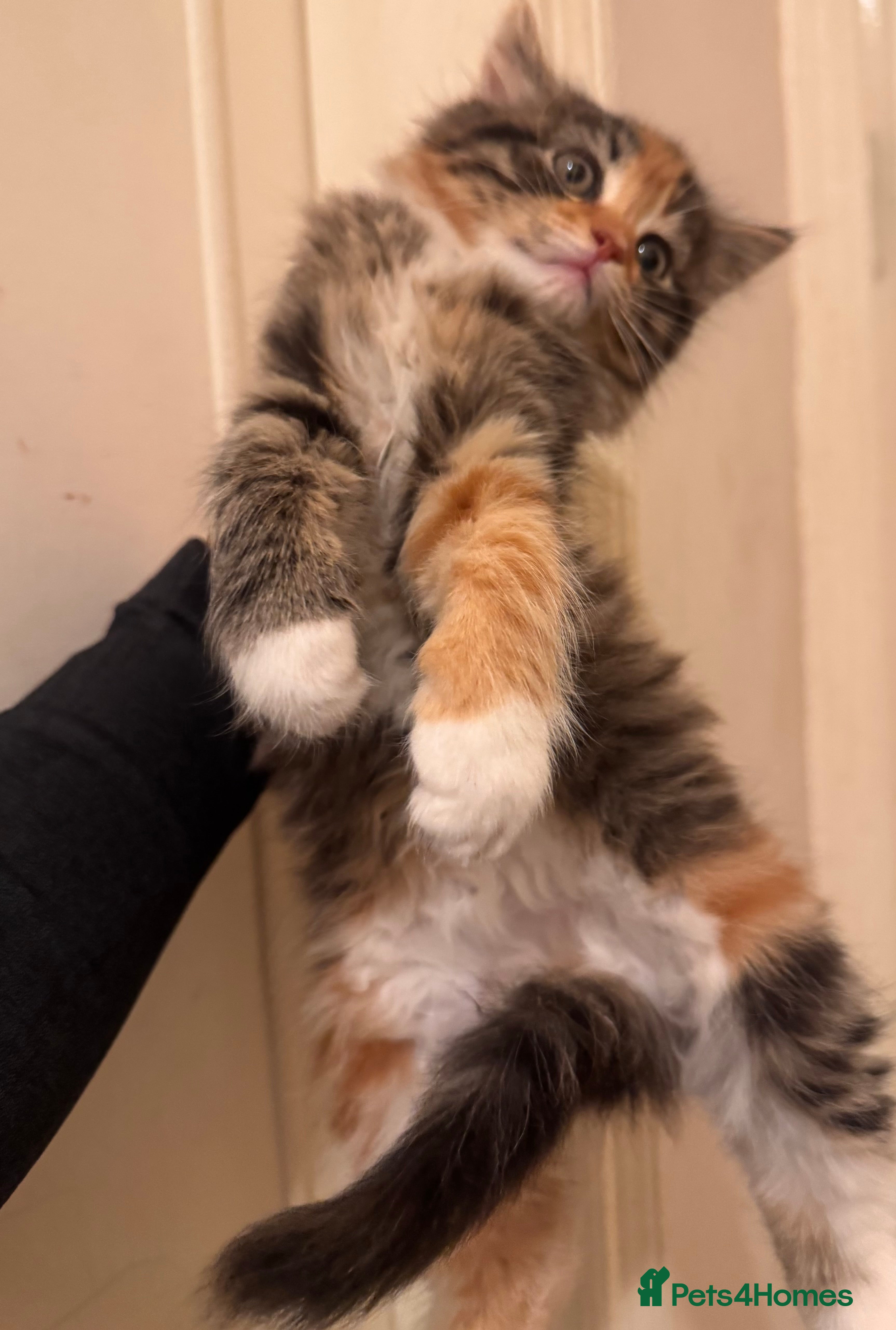 Mixed Breed cats 2 female kittens unique colouring  - Advert 2