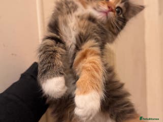 Mixed Breed cats 2 female kittens unique colouring - Advert 2