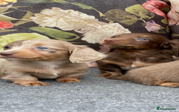 Miniature Dachshund dogs for sale: Miniature longhair dachshund puppies  - Image 6