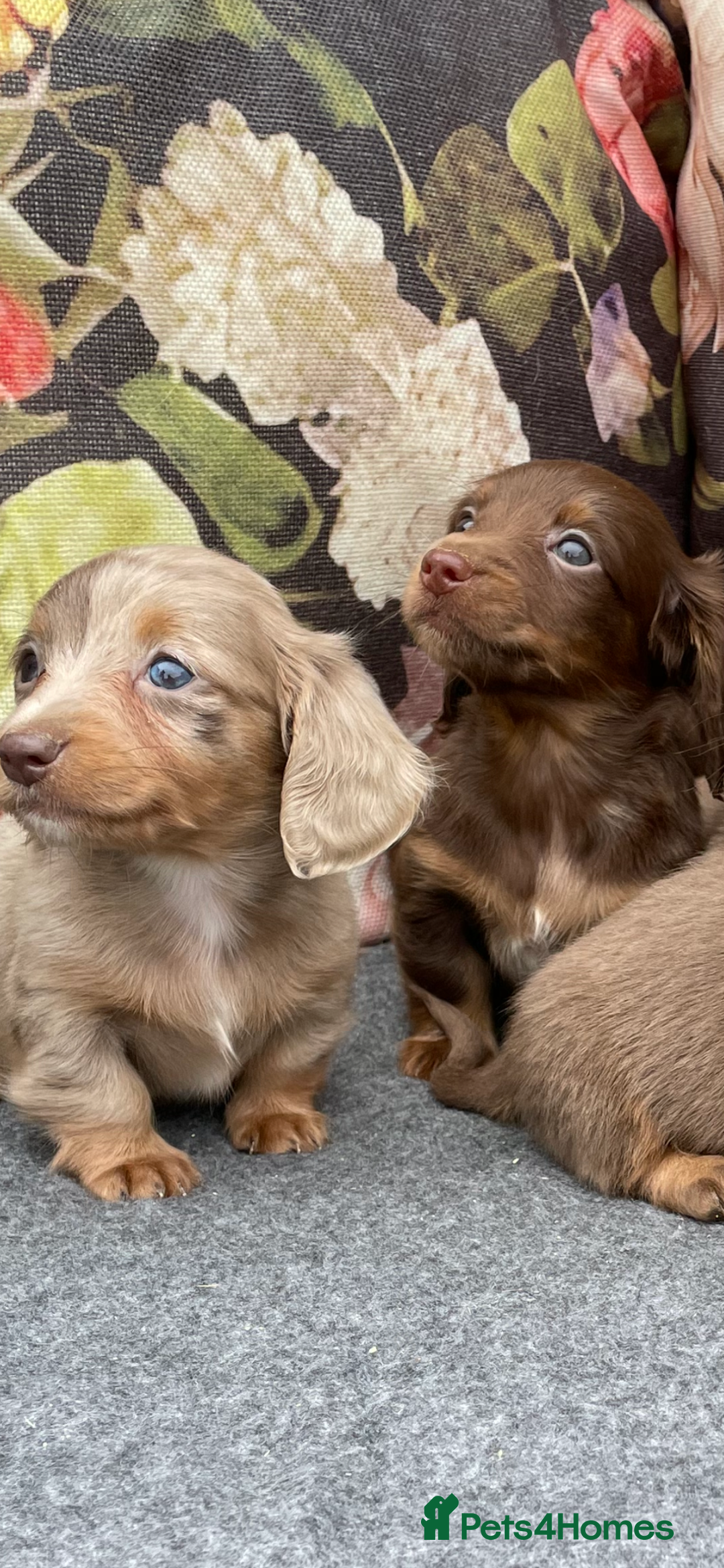 Miniature Dachshund dogs for sale: Miniature longhair dachshund puppies  - Image 6