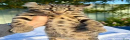 Keetso cats for sale: Awesome rare silver polydactyl female  - Advert 8
