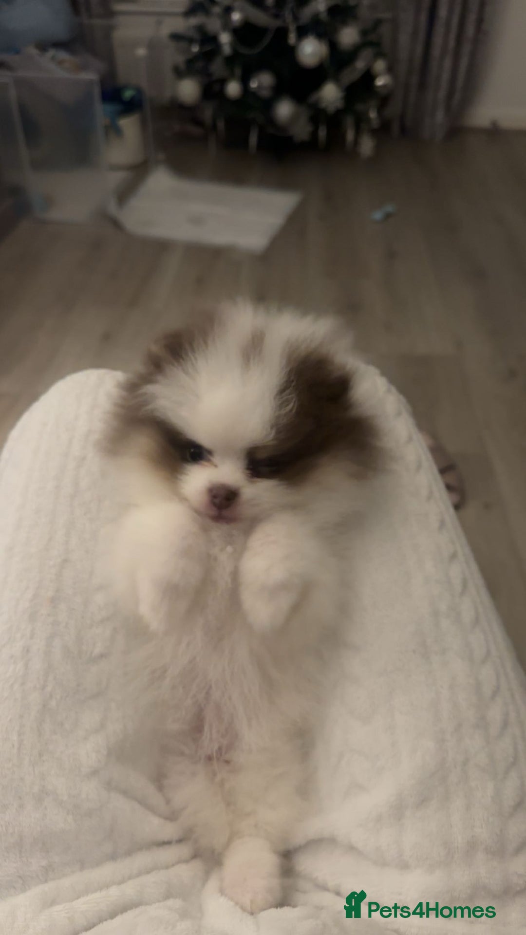 Pomeranian dogs for sale: Everest - Advert 8