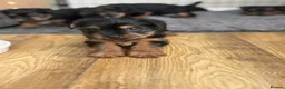Yorkshire Terrier dogs for sale: Five Yorkshire Terrier Puppies  - Advert 2