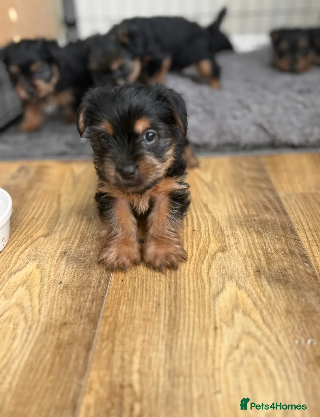 Yorkshire Terrier dogs for sale: Five Yorkshire Terrier Puppies  - Advert 2