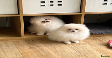 Pomeranian dogs - Advert 11