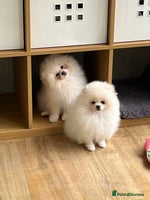 Pomeranian dogs - Advert 11