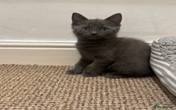 Domestic Shorthair cats for sale: 3 kittens(ginger,grey) ready to join their new hom - Image 4