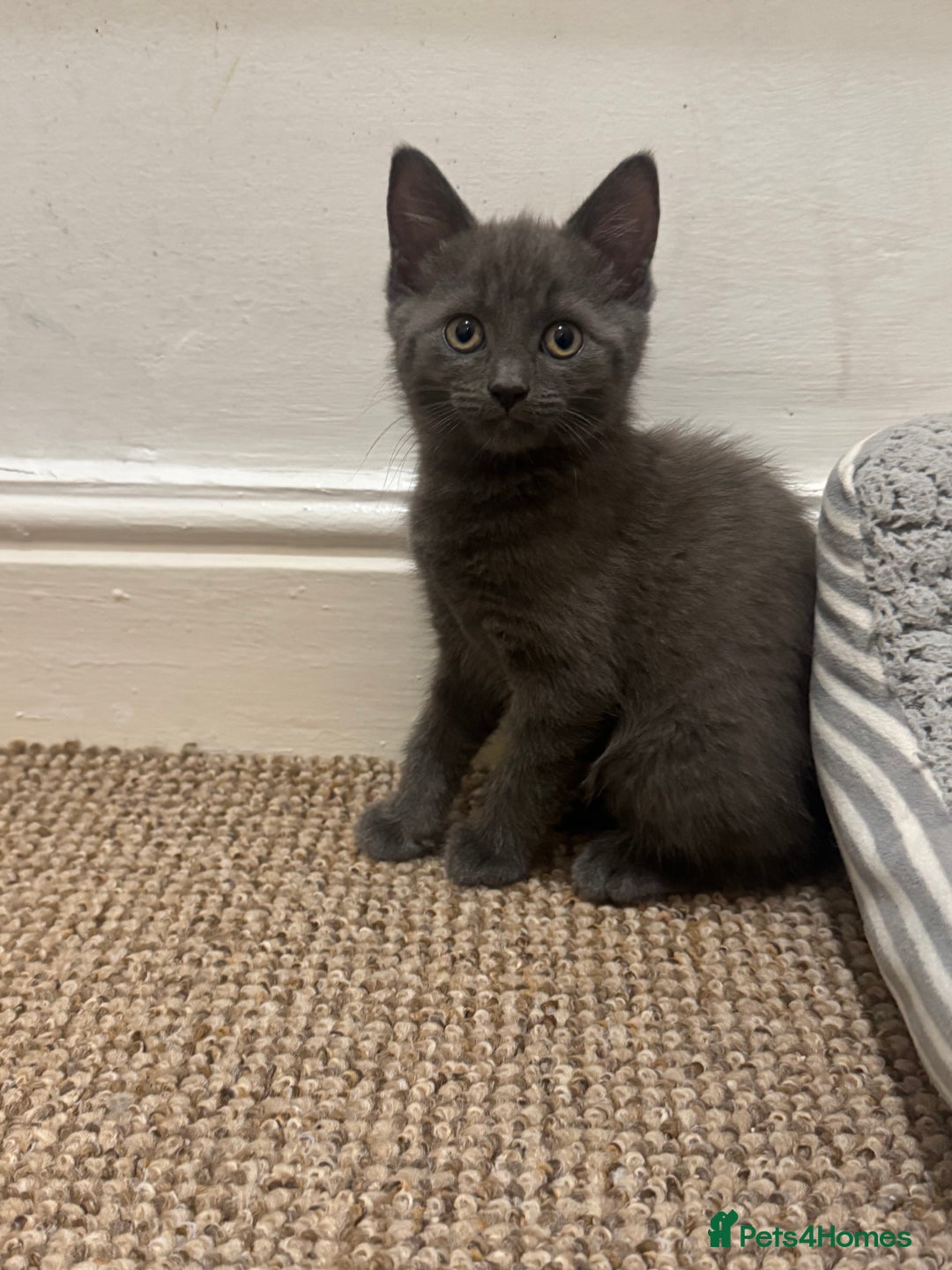 Domestic Shorthair cats for sale: 3 kittens(ginger,grey) ready to join their new hom - Image 4