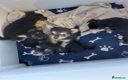 Yorkshire Terrier dogs for sale: YORKSHIRE TERRIER PUPPIES with OWN VET HEALTH CERT - Image 17