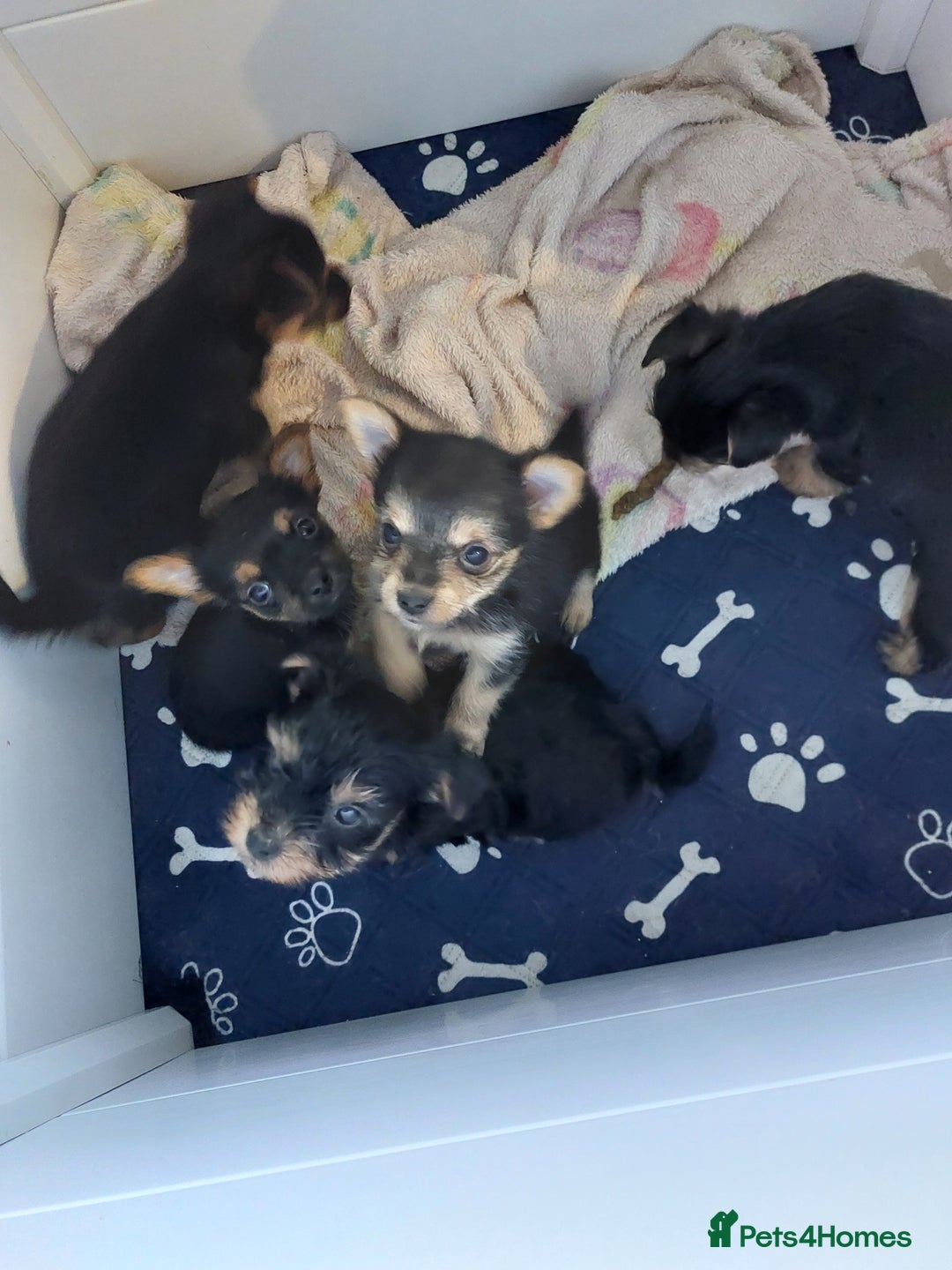 Yorkshire Terrier dogs for sale: YORKSHIRE TERRIER PUPPIES with OWN VET HEALTH CERT - Image 17