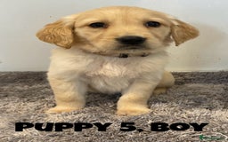 Golden Retriever dogs for sale: Gorgeous K/C Golden Retriever Puppies - Image 5