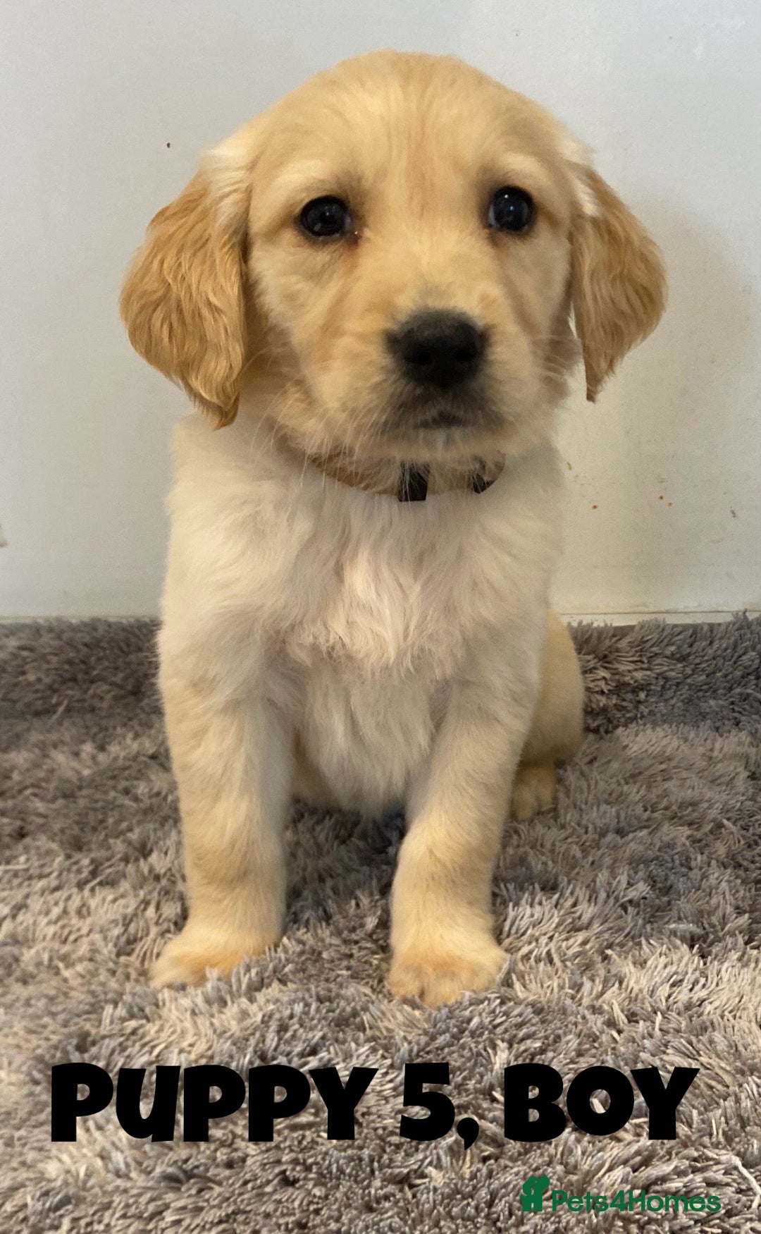 Golden Retriever dogs for sale: Gorgeous K/C Golden Retriever Puppies - Image 5
