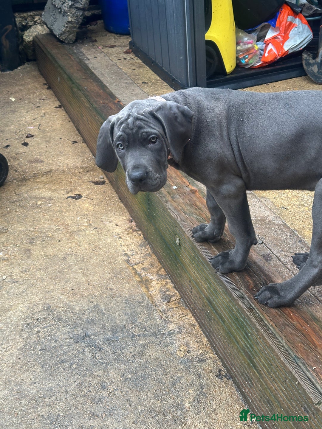Mixed Breed dogs for sale: Cane corso/great Dane🐾 13weeks old - Advert 5