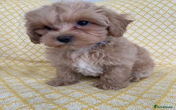 Maltipoo dogs for sale: WAITING LIST NOW OPEN Beautiful h/tested maltipoos - Image 2