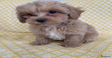 Maltipoo dogs - Advert 4