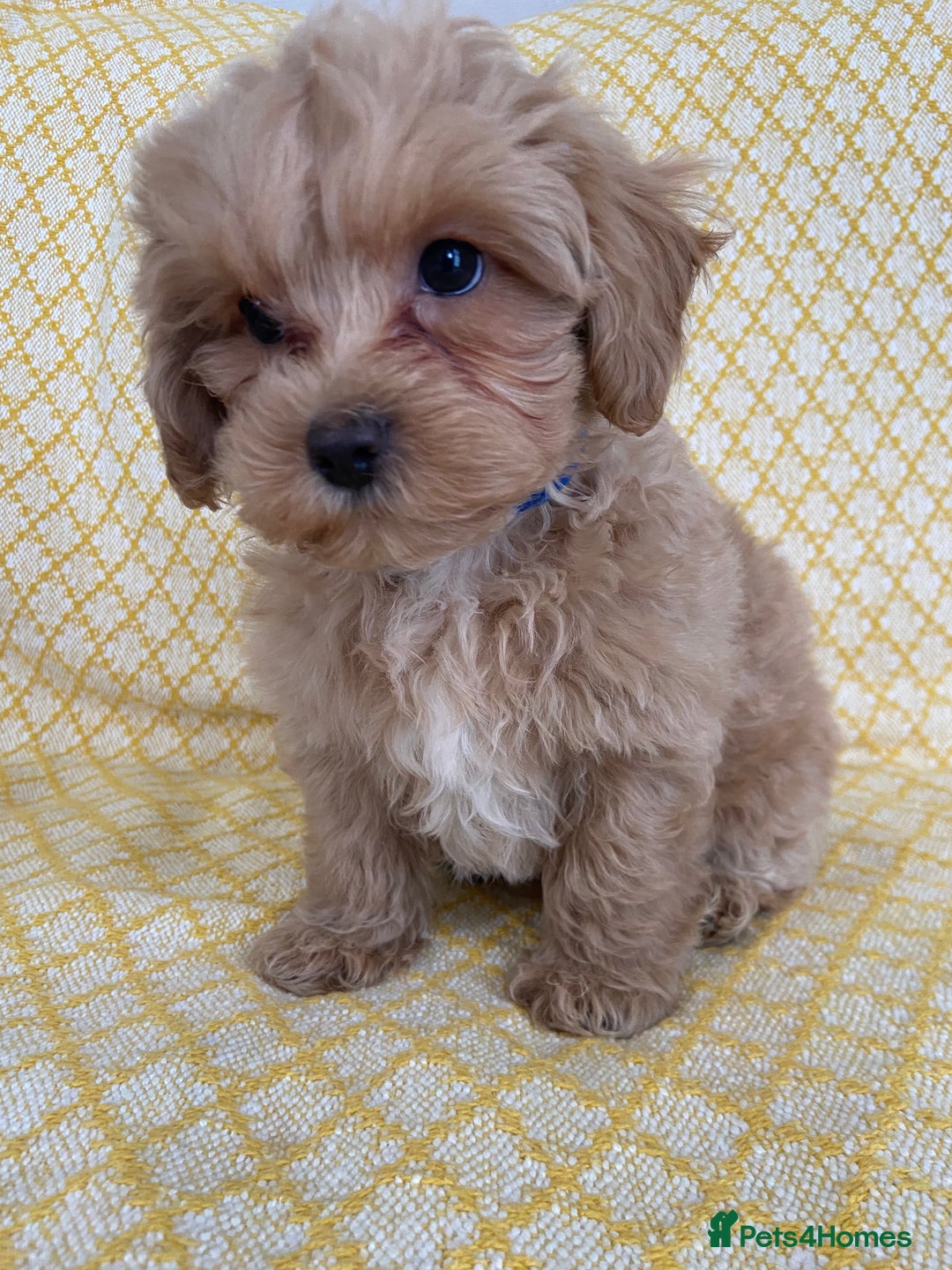 Maltipoo dogs for sale: WAITING LIST NOW OPEN Beautiful h/tested maltipoos - Image 2
