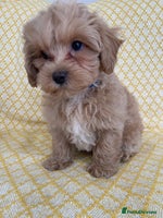 Maltipoo dogs - Advert 4