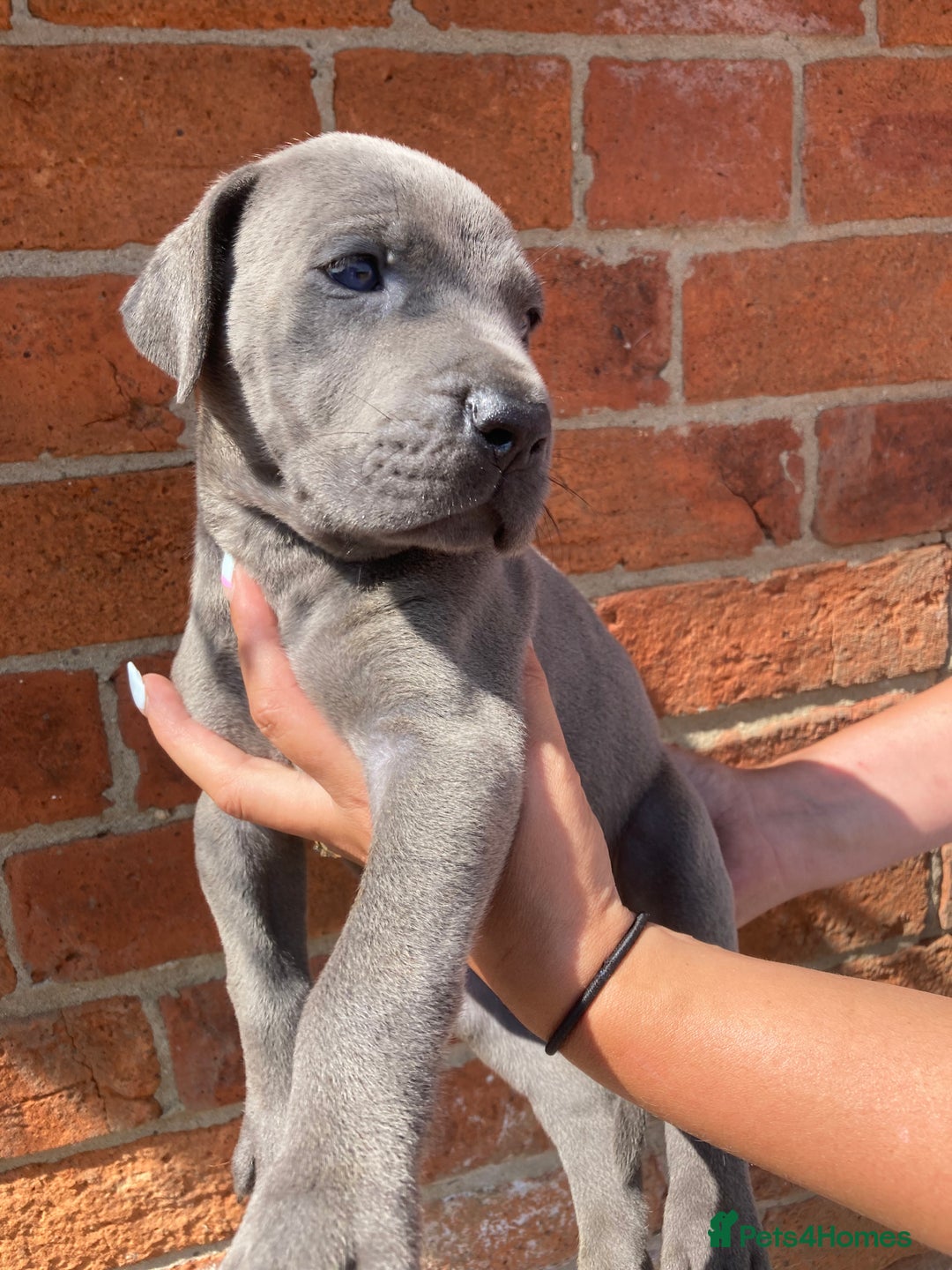 Great Dane dogs for sale: Beautiful Great Dane pups - Image 24