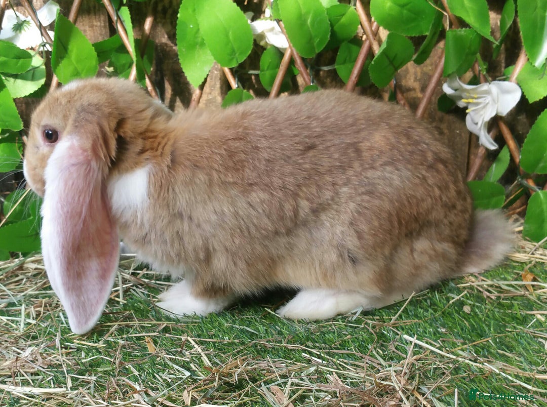 French Lop rabbits for sale: Giant French Lop Planned Litters - Vaccinated   - Image 2