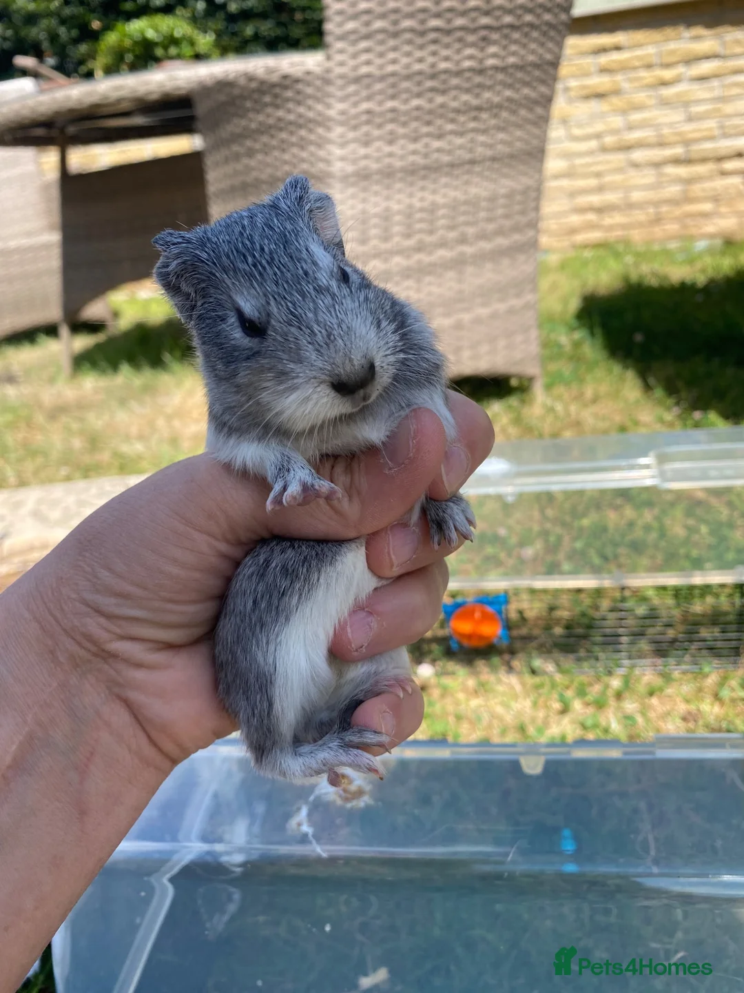 Guinea Pig rodents for sale: Guinea pigs - Advert 1