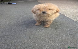 Cockapoo dogs for sale: Cockapoo puppies  - Image 3