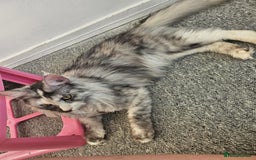 Maine Coon cats for sale: 2 beautiful maine Coon cats  - Image 1