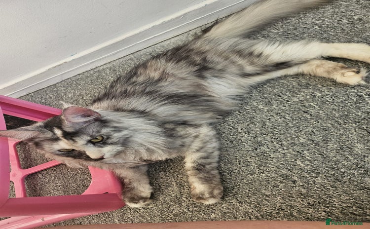 Maine Coon cats - Advert 8