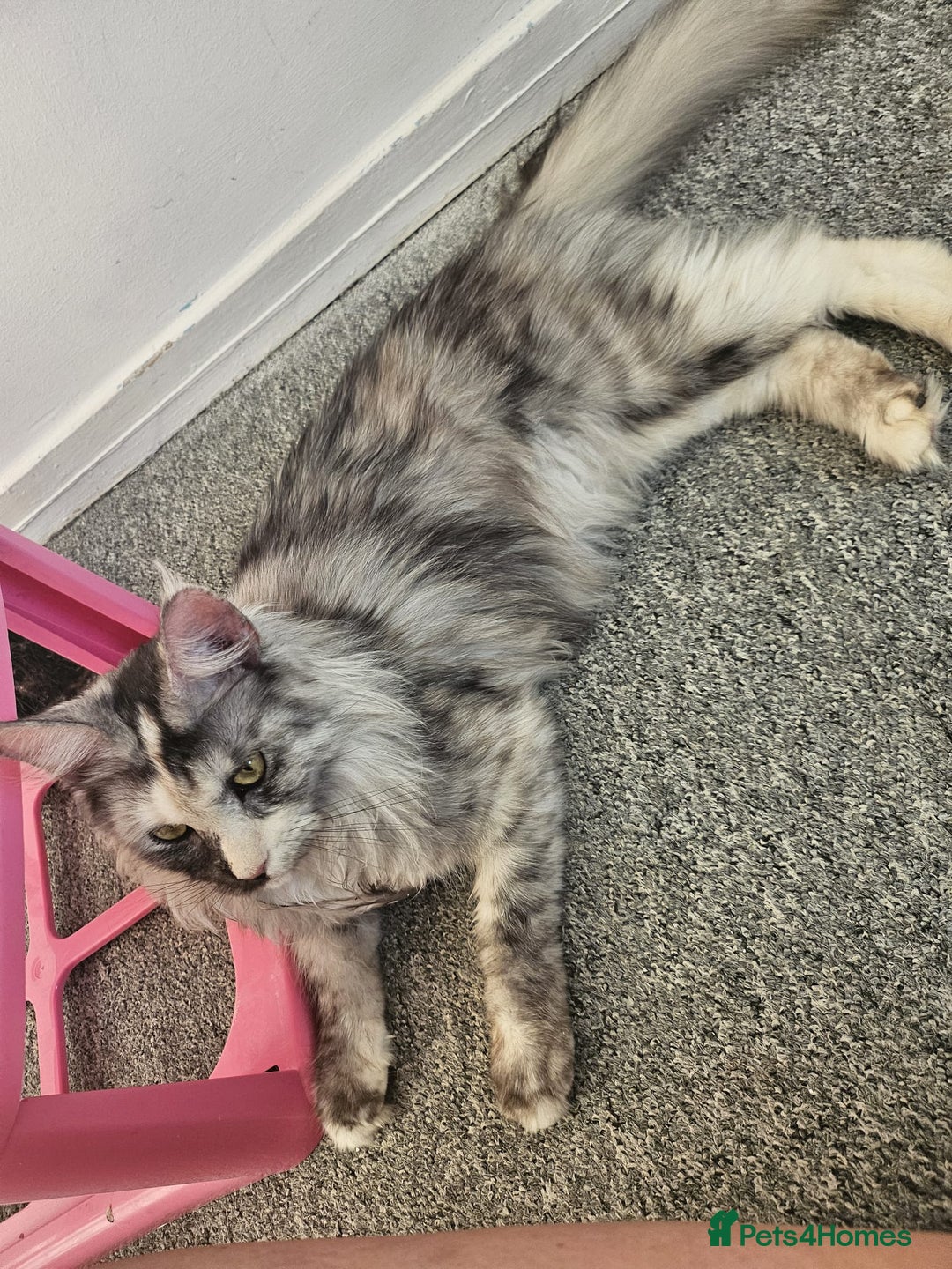 Maine Coon cats for sale: 2 beautiful maine Coon cats  - Image 1
