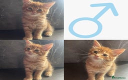 Maine Coon cats for sale: Ginger tiger striped fluffy maincoon mix.  - Image 4