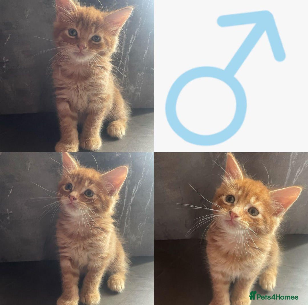 Maine Coon cats for sale: Ginger tiger striped fluffy maincoon mix.  - Image 4