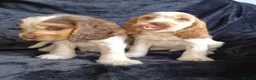 Cocker Spaniel dogs for sale: Kc reg show cocker spaniel - Advert 9